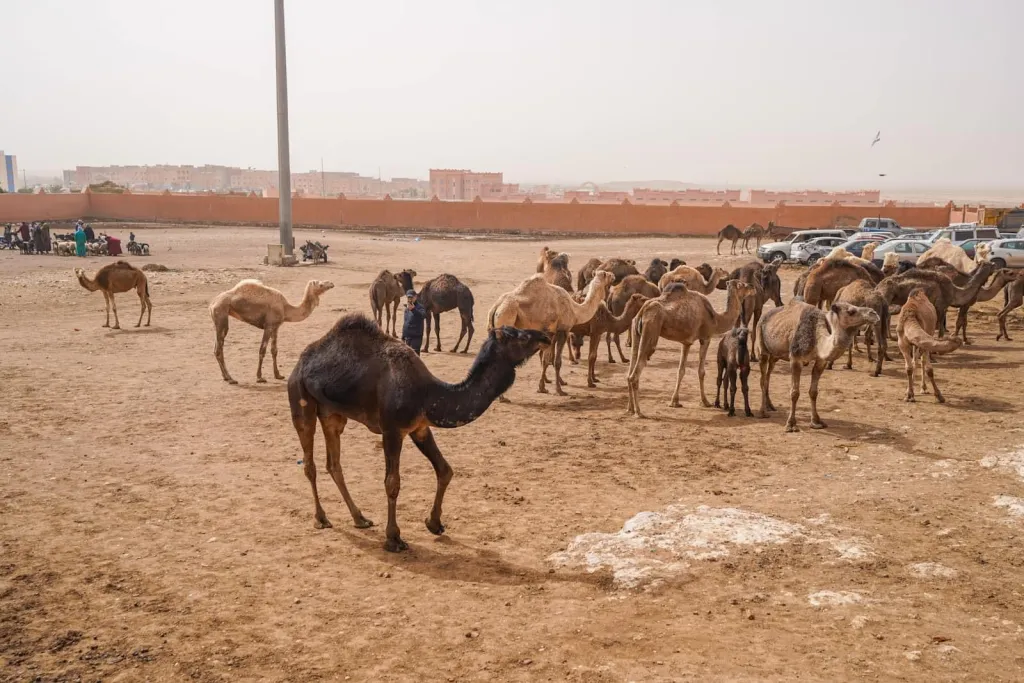 Camels come in all shapes and sizes